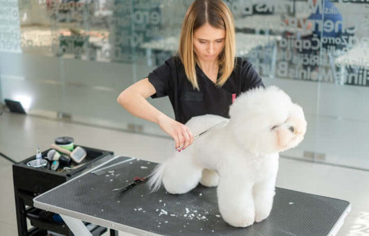 How to Choose the Best Dog Grooming Scissors & Combs for Professional Results at Home